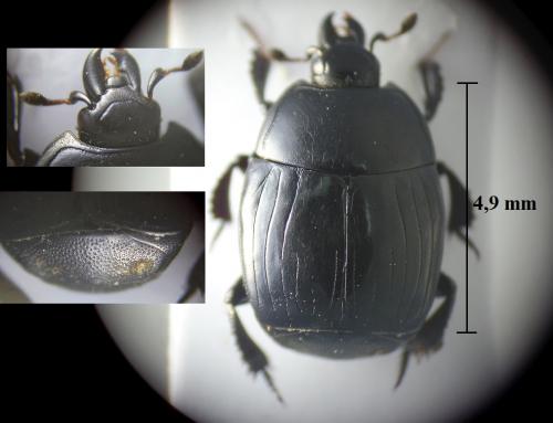Réf. 261 796 : Margarinotus ignobilis